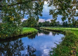 Pochylona gałąź nad rzeką