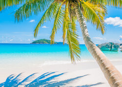 Pochylona palma na morskiej plaży