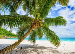Pochylona palma na plaży