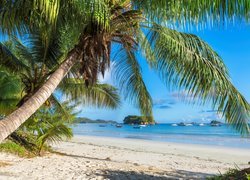 Pochylona palma na wyspie Praslin