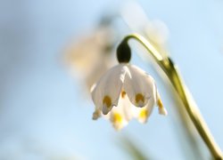 Pochylona, Śnieżyca wiosenna