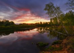 Pochylone brzozy nad rzeką