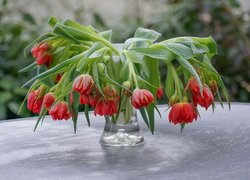 Pochylone czerwone tulipany