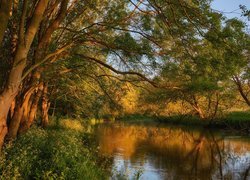 Rzeka, River Great Ouse, Drzewa, Hrabstwo Bedfordshire, Anglia