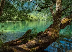 Pochylone drzewa nad jeziorem Offensee w Austrii