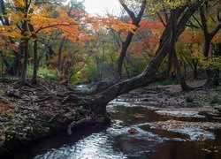 Pochylone drzewa nad rzeką w jesiennym lesie