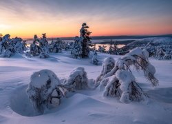 Zima, Śnieg, Zaśnieżone, Drzewa, Wschód słońca, Zatoka Kandałaksza, Półwysep Kolski, Rosja