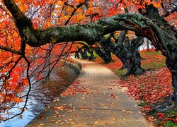 Jesień, Pochylone, Drzewa, Kolorowe, Liście, Park, Chodnik