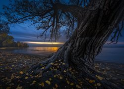 Pochylone drzewo na brzegu jeziora