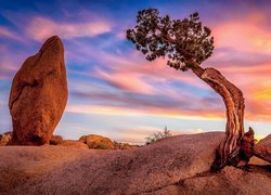 Pochylone drzewo na skale w Parku Narodowym Joshua Tree w Kalifornii