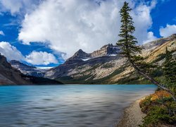 Góry, Canadian Rockies, Jezioro, Bow Lake, Pochylone, Drzewo, Park Narodowy Banff, Alberta, Kanada