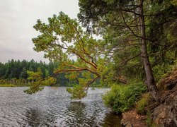 Jezioro, Łódka, Drzewa, Las