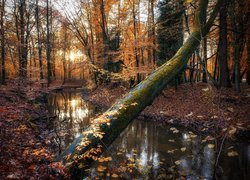 Pochylone drzewo nad leśną rzeką