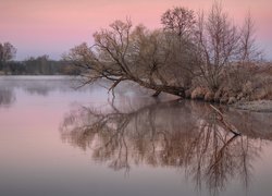 Pochylone drzewo nad rzeką Dubną