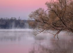 Pochylone drzewo nad zamgloną rzeką