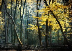 Pochylone i powalone drzewa w jesiennym lesie