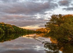 Pochylone nad rzeką gałęzie drzew