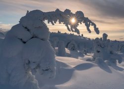 Zima, Drzewa, Śnieg, Promienie słońca, Zaspy