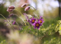 Pochylone pąki i kwiaty fioletowych sasanek
