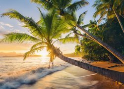 Pochylone palmy nad falami nad brzegiem morza