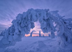 Pochylone pod ciężarem śniegu drzewo