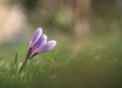 Liliowy, Krokus, Kwiat, Pochylony