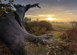 Pochylony pień dębu w świetle wschodzącego słońca