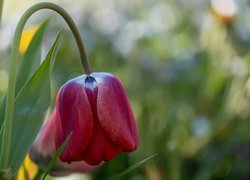 Pochylony tulipan