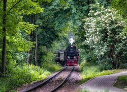 Pociąg parowy w zielonym lesie liściastym