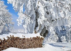 Pocięte drewno na opał pod ośnieżonymi drzewami