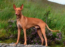 Podenco andaluzyjski