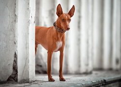 Podenco w obroży