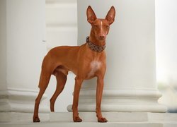 Podenco w ozdobnej obroży