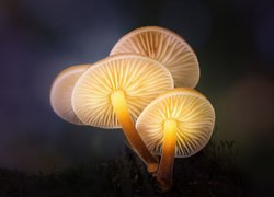 Podświetlone grzyby w makro