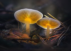 Podświetlone grzyby
