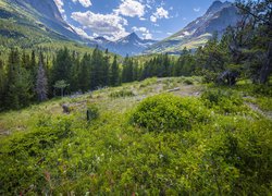 Góry, Drzewa, Kwiaty, Rośliny, Park Narodowy Glacier, Montana, Stany Zjednoczone