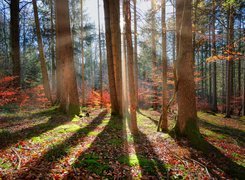 Las, Drzewa, Liście, Słoneczny, Dzień, Jesień