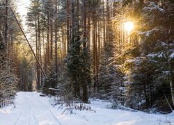 Pogodny dzień w zimowym lesie