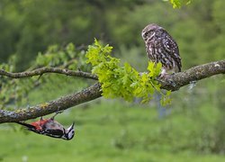 Pójdźka obserwująca dzięcioła na gałęzi