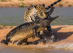 Pojedynek nad rzeką krokodyla z jaguarem