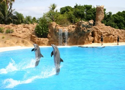 Pokaz delfinów w ogrodzie zoologiczno-botanicznym Loro Park w Puerto de la Cruz na Teneryfie