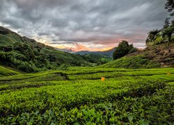 Malezja, Stan Pahang, Cameron Highlands, Góry, Pole, Plantacja herbaty, Niebo