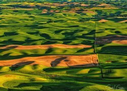 Stany Zjednoczone, Stan Waszyngton, Palouse, Wzgórza, Pola, Łąki