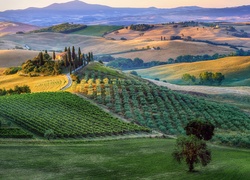 Pola i plantacje na wzgórzach Toskanii