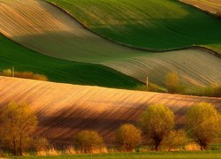 Polska, Niecka Nidziańska, Ponidzie, Pola, Drzewa