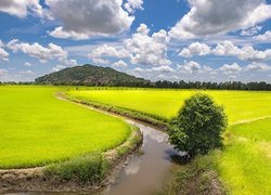 Pole ryżowe, Kanał wodny, Góra, Drzewa, Chmury, Trung Khanh, Prowincja An Giang, Wietnam