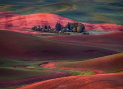 Pola uprawne w Palouse