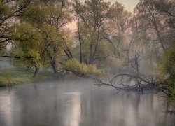Drzewa, Mgła, Rzeka Istra, Obwód moskiewski, Rosja