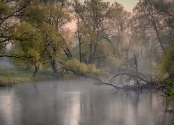 Połamane gałęzie i drzewa nad zamgloną rzeką Istra