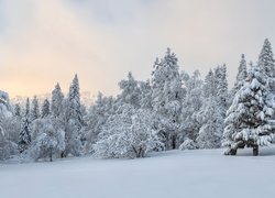 Polana i zasypany śniegiem las
